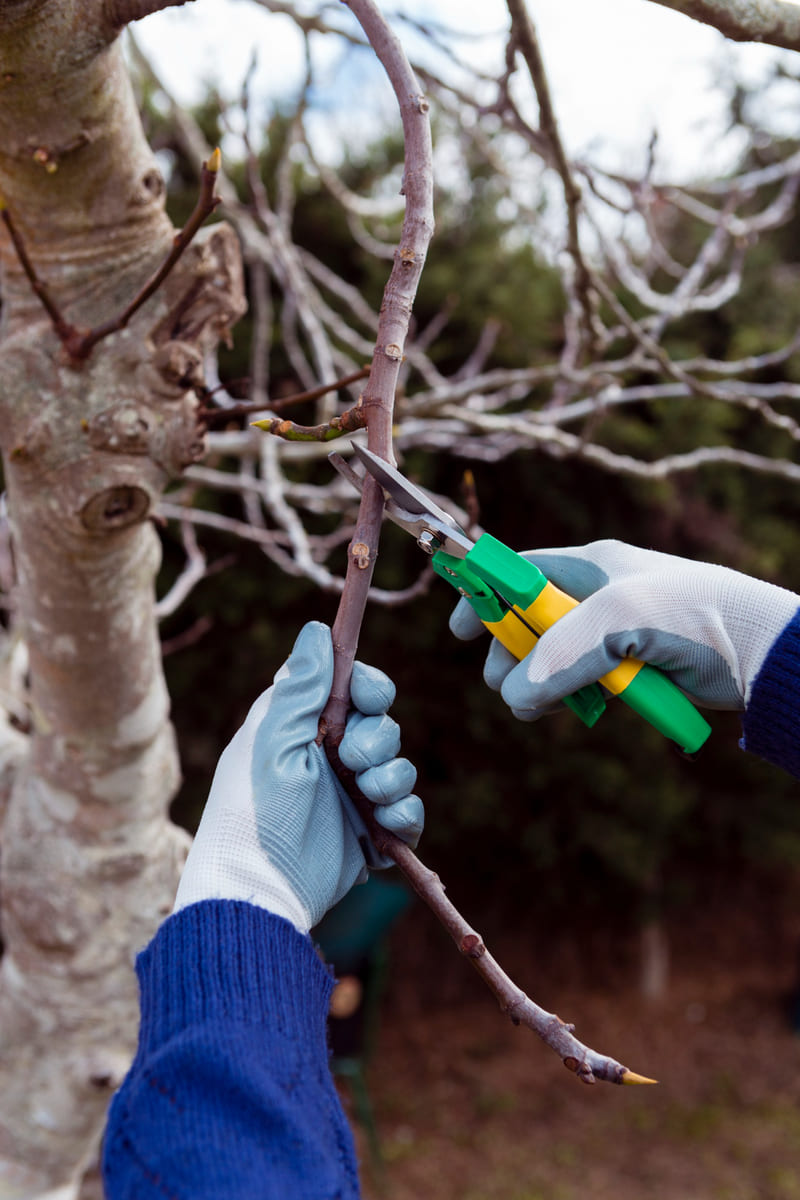 Cuánto cuesta podar un árbol en altura