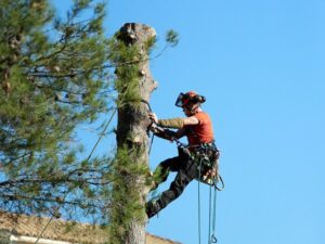 poda de altura Barcelona 